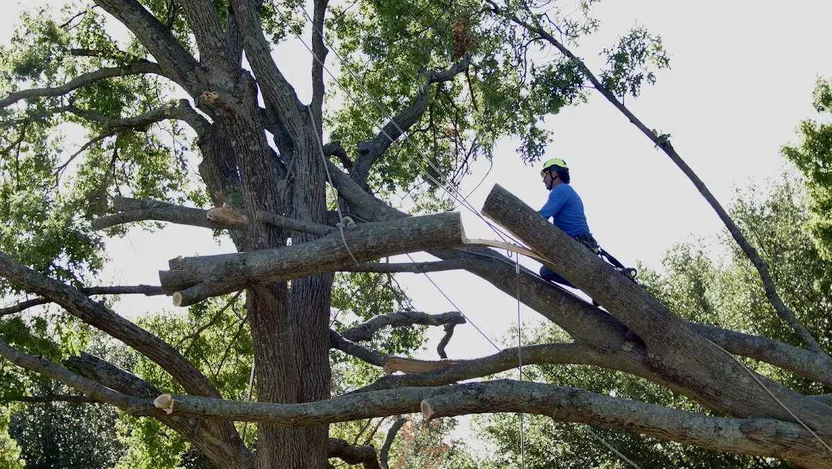 Professional Crown Thinning performed by certified arborists in Elderon